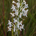 Platanthera conspicua (Southern White Fringed orchid)