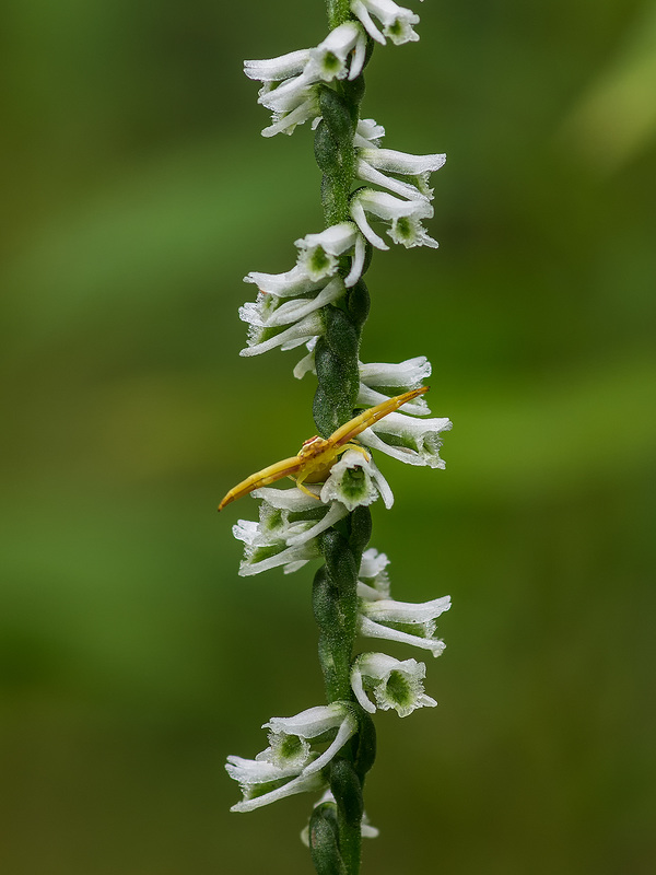 Spiranthes lacera var. gracilis (Southern Slender Ladies'-tresses orchid) with Crab Spider