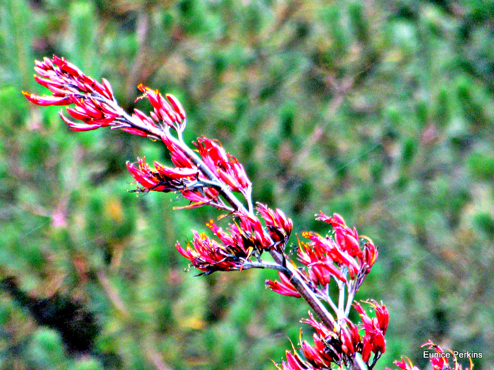 Flax Flower