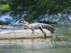 A mid-size alligator