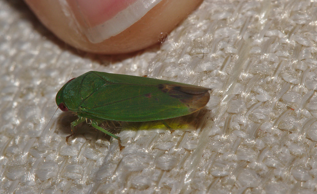 Froghopper IMG_7534