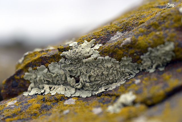 Foliose lichen on Xanthoria