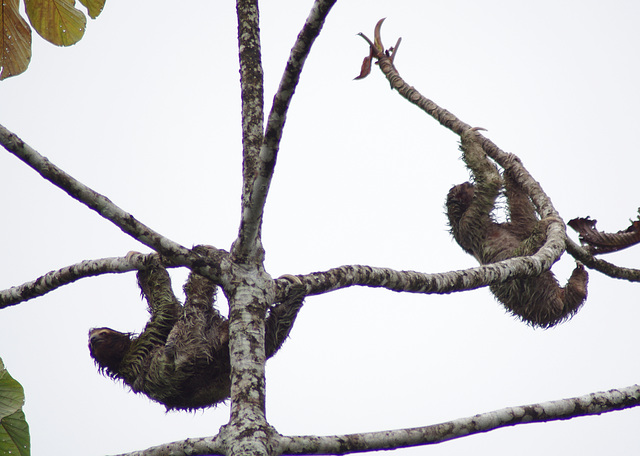 Three-toed sloths