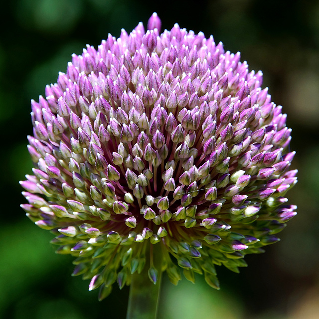 Allium