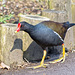 Moorhen walkabout