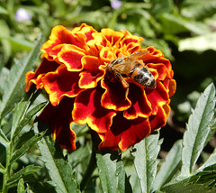 Gedrungene Studentenblume mit Besuch.