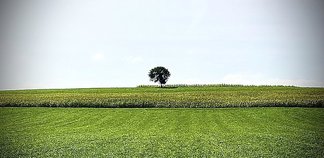 The One Tree Hill of Kemmental