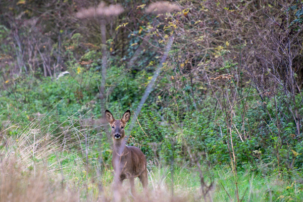 Roe Deer-DSZ8756-Enhanced