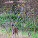 Roe Deer-DSZ8756-Enhanced