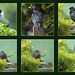 Starling garden visitors