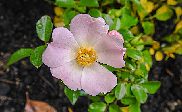 20221022 1867CPw [D~LIP] Zwerdrose (Rosa 'Kordes Sternenhimmel'), Bad Salzuflen