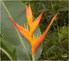 IMG 2941 Heliconia