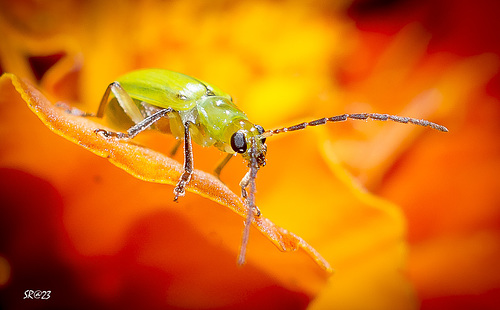 Diabrotica virgifera. AKA : Bug.