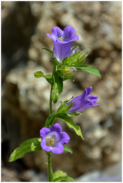 La Campanule Carillon ...