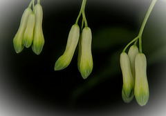 Die Vielblütige Weißwurz (Polygonatum multiflorum) läßt es wieder läuten :)) The multi-flowered valerian (Polygonatum multiflorum) makes it ring again :)) La valériane multiflore (Polygonatum multiflorum) le fait résonner à nouveau :)) Die Vielblütige Weißwurz (Polygonatum multiflorum) läßt es wieder läuten :)) The multi-flowered valerian (Polygonatum multiflorum) makes it ring again :)) La valériane multiflore (Polygonatum multiflorum) le fait résonner à nouveau :))