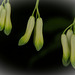Die Vielblütige Weißwurz (Polygonatum multiflorum) läßt es wieder läuten :)) The multi-flowered valerian (Polygonatum multiflorum) makes it ring again :)) La valériane multiflore (Polygonatum multiflorum) le fait résonner à nouveau :))