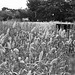 Foxtail invasion