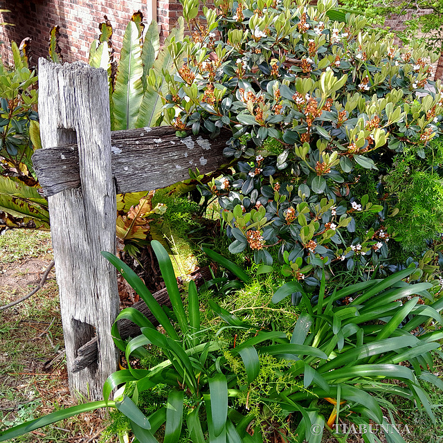 Wooden fence