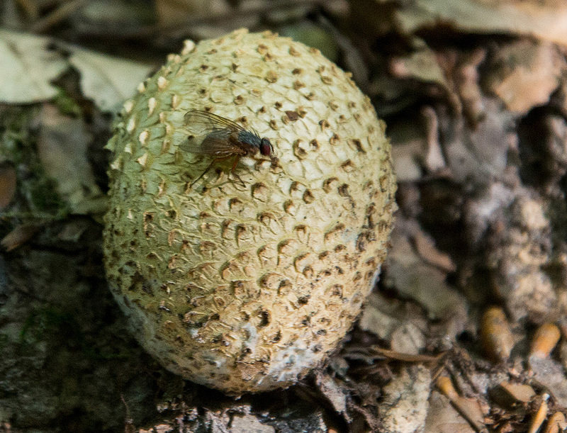 20140928 5539VRAw [D~SHG] 'Fliegen'-Pilz,Wesergebirge,  Rinteln