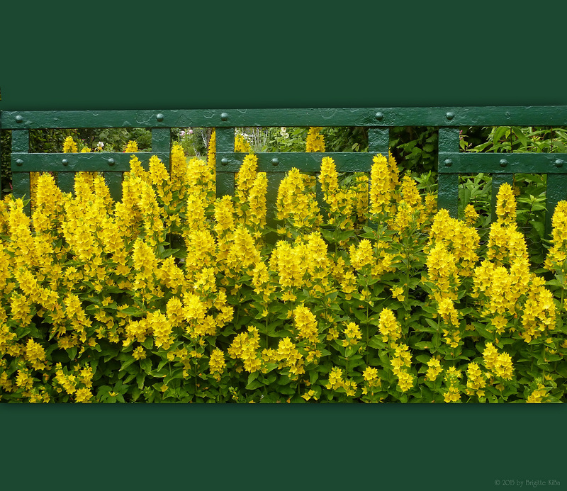 yellow beauties