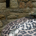 Fiat Panthera