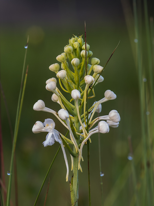 Platanthera conspicua (Southern White Fringed orchid)