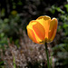 MA tulipe