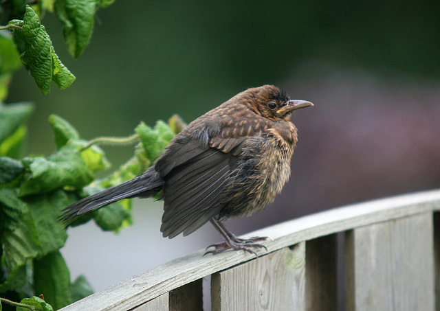 Young Hen Blackbird,Staxton North Yorkshire 7th June 2010