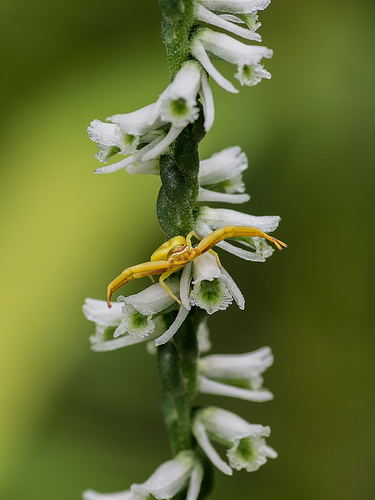 Spiranthes lacera var. gracilis (Southern Slender Ladies'-tresses orchid) with Crab Spider