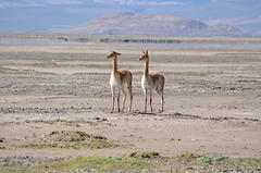 Bolivian Altiplano, A Pair of Vicuñas