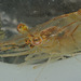 Shrimp MG6224