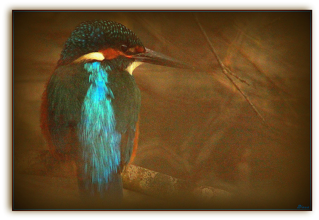 Kingfisher