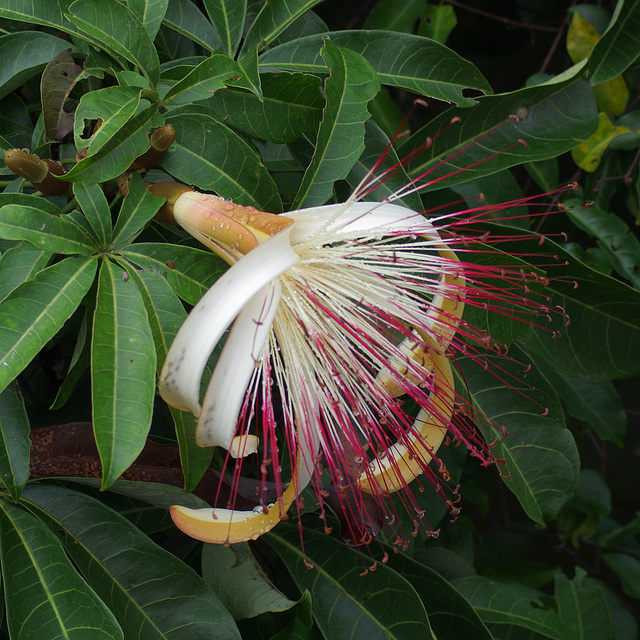 Pachira aquatica