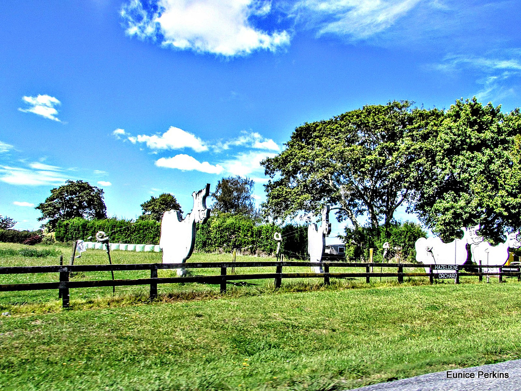 Cow Cut-outs.