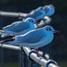 New Brighton gulls