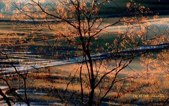 Golden rain in the evening light.