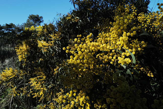 Acacia pycnantha, Fabaceae