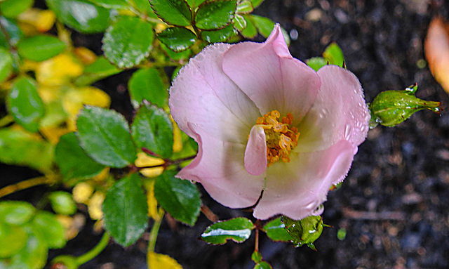 20221022 1868CPw [D~LIP] Zwergrose (Rosa 'Kordes Sternenhimmel'), Bad Salzuflen