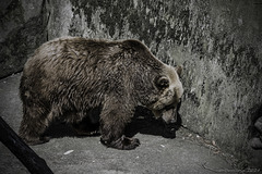 ein (glücklicher???) Bär im Bruggraben von Schloss Krumau ... P.i.P. (© Buelipix)