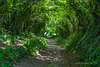 Tunnel of Trees