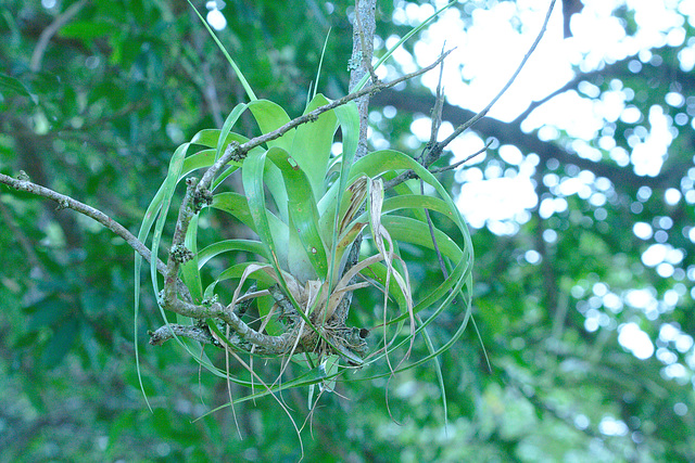 IMG 98810bromeliad