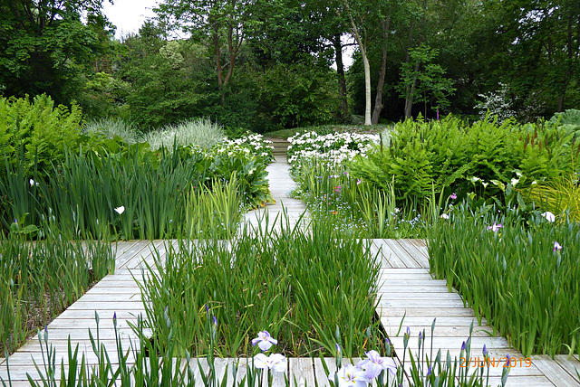 le jardin d'iris du Japon -jardin du Pellinec