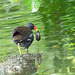 Moorhen which caught a mouse