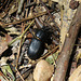 I think this is a bess beetle