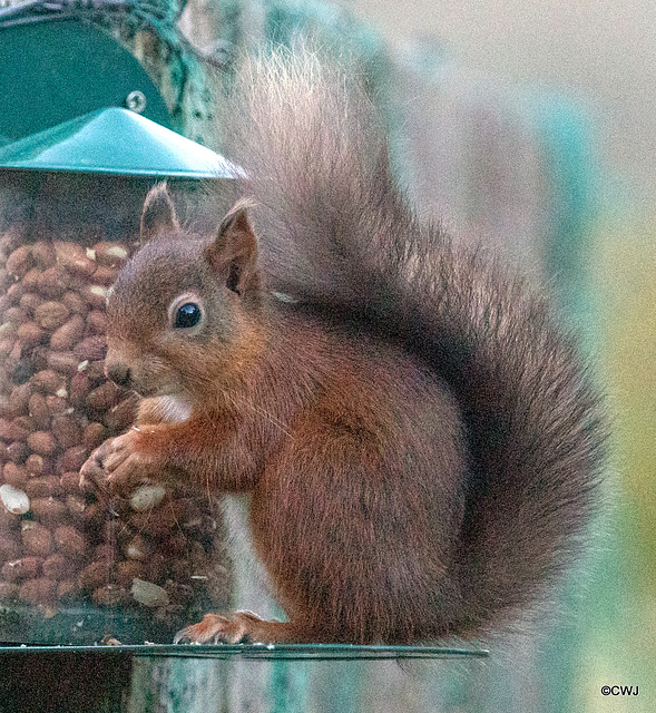 The Orchard Red Squirrel at Breakfast!