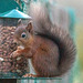 The Orchard Red Squirrel at Breakfast!