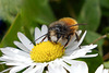 Die gehörnte Mauerbiene - eine hübsche Frühlingsbotin - a pretty spring messenger - PiP