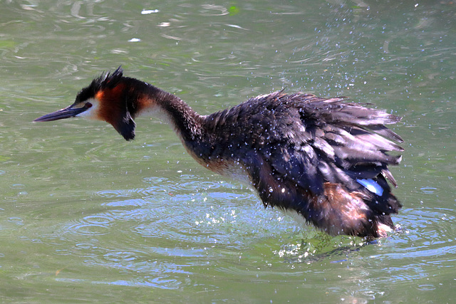 EOS 90D Peter Harriman 12 12 21 08492 greatCrestedGrebe dpp