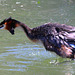 EOS 90D Peter Harriman 12 12 21 08492 greatCrestedGrebe dpp