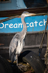 Juvenile Grey heron